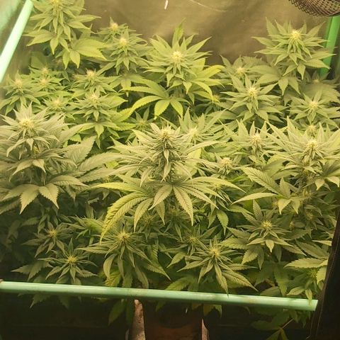 Skywalker OG growlog photo: Comienzo 4 semana flora