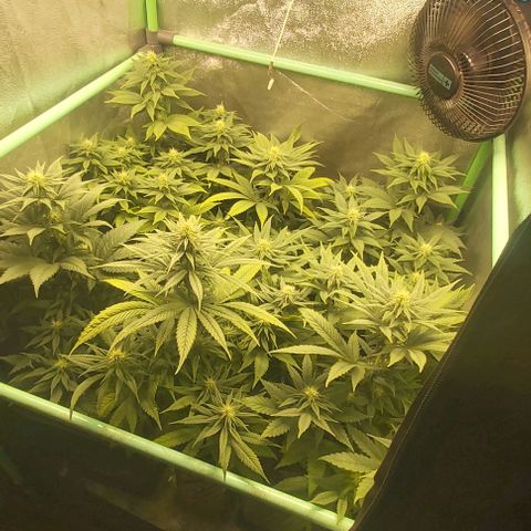 Skywalker OG growlog photo: Comienzo 4 semana flora