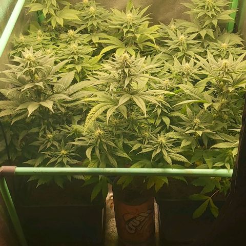 Skywalker OG growlog photo: Comienzo 4 semana flora