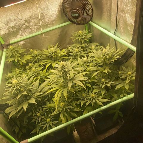 Skywalker OG growlog photo: Comienzo 4 semana flora