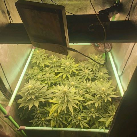 Skywalker OG growlog photo: Comienzo 4 semana flora