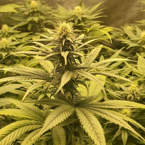 Skywalker OG growlog photo: Comienzo 4 semana flora