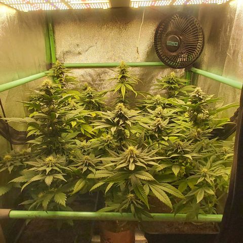 Skywalker OG growlog photo: Comienzo 5 semana flora