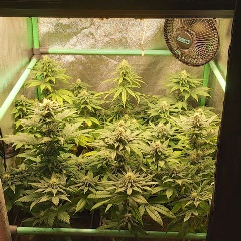 Skywalker OG growlog photo: Comienzo 5 semana flora
