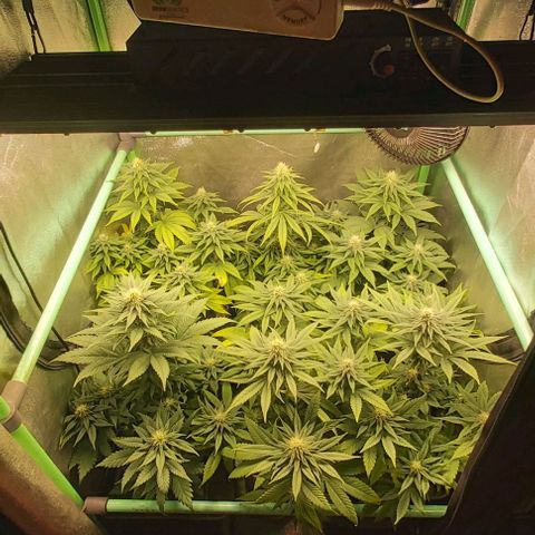 Skywalker OG growlog photo: Comienzo 5 semana flora