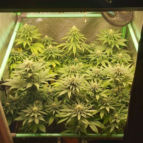 Skywalker OG growlog photo: Comienzo 5 semana flora