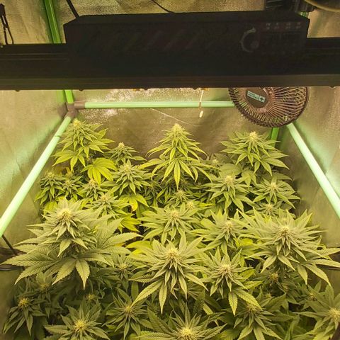 Skywalker OG growlog photo: Comienzo 5 semana flora