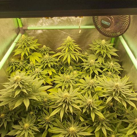 Skywalker OG growlog photo: Comienzo 5 semana flora