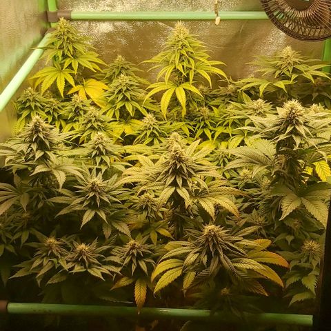 Skywalker OG growlog photo: Comieenzo 6 semana flora