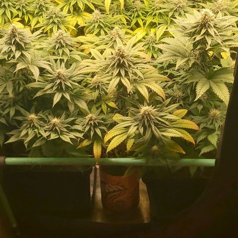 Skywalker OG growlog photo: Comieenzo 6 semana flora