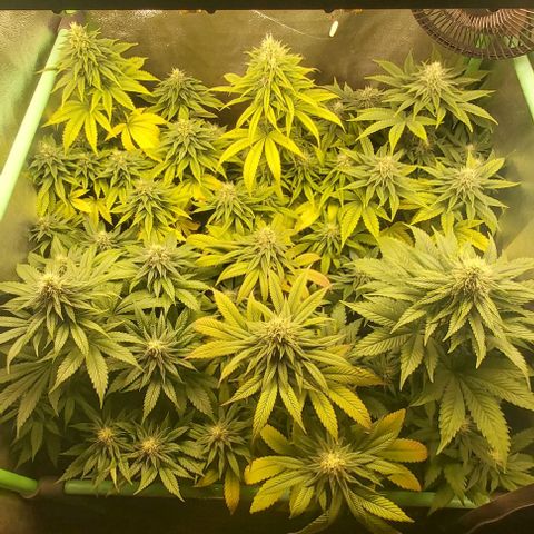 Skywalker OG growlog photo: Comieenzo 6 semana flora
