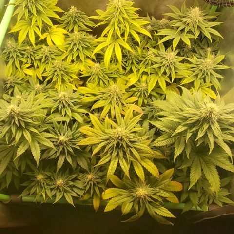 Skywalker OG growlog photo: Comieenzo 6 semana flora