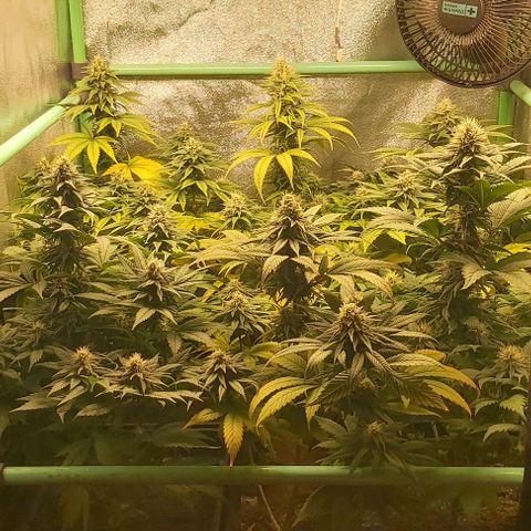 Skywalker OG growlog photo: Comieenzo 6 semana flora