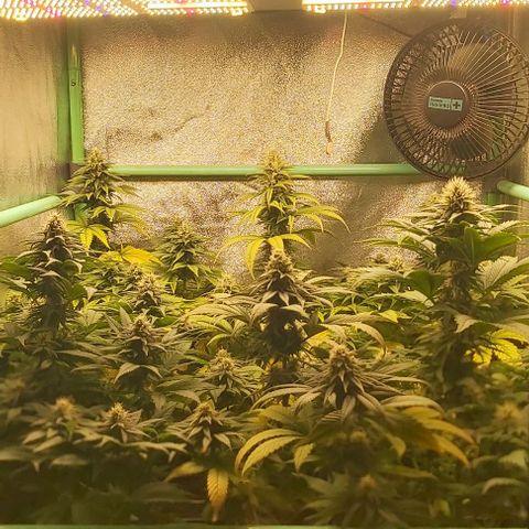 Skywalker OG growlog photo: Comieenzo 6 semana flora