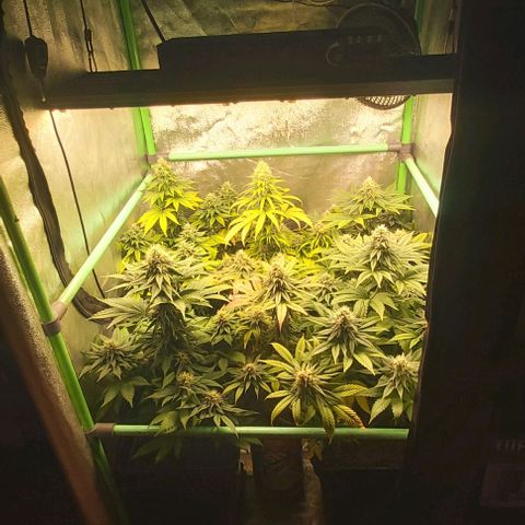 Skywalker OG growlog photo: Comienzo 7 semana floracion