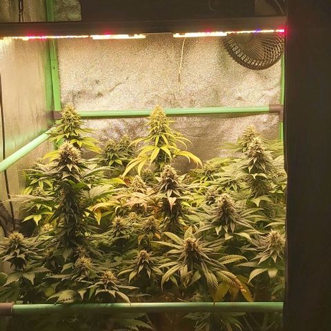 Skywalker OG growlog photo: Comienzo 7 semana floracion