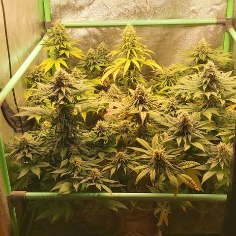 Skywalker OG growlog photo: Comienzo 7 semana floracion