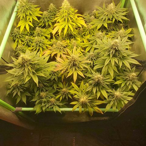 Skywalker OG growlog photo: Comienzo 7 semana floracion