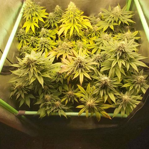 Skywalker OG growlog photo: Comienzo 7 semana floracion