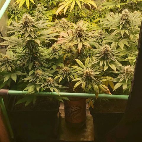 Skywalker OG growlog photo: Comienzo 7 semana floracion