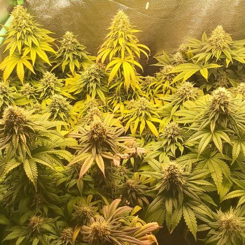 Skywalker OG growlog photo: Comienzo 8 semana floracion, no mas nutrientes.