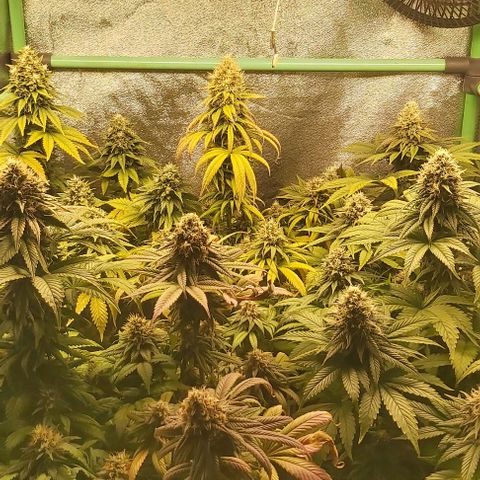 Skywalker OG growlog photo: Comienzo 8 semana floracion, no mas nutrientes.