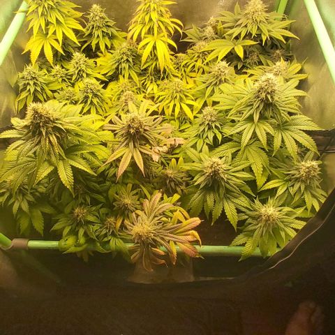 Skywalker OG growlog photo: Comienzo 8 semana floracion, no mas nutrientes.