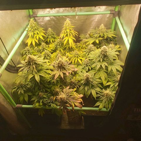 Skywalker OG growlog photo: Comienzo 8 semana floracion, no mas nutrientes.