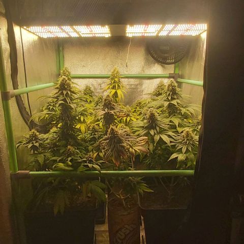 Skywalker OG growlog photo: Comienzo 8 semana floracion, no mas nutrientes.
