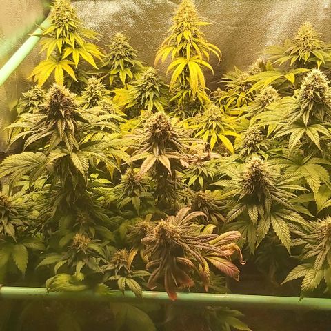 Skywalker OG growlog photo: Comienzo 8 semana floracion, no mas nutrientes.
