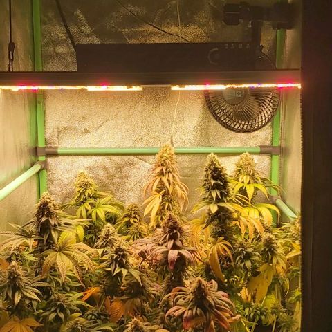 Skywalker OG growlog photo: Comienzo 9 semana floracion.