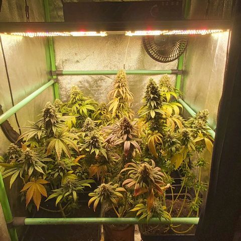 Skywalker OG growlog photo: Comienzo 9 semana floracion.