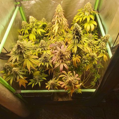 Skywalker OG growlog photo: Comienzo 9 semana floracion.