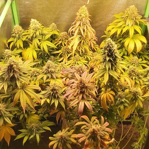 Skywalker OG growlog photo: Comienzo 9 semana floracion.