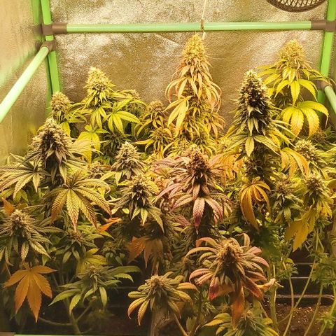 Skywalker OG growlog photo: Comienzo 9 semana floracion.
