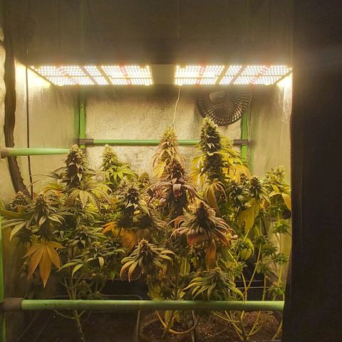 Skywalker OG growlog photo: Comienzo 9 semana floracion.