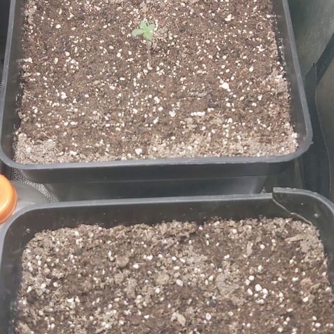 Green Gelato growlog photo: Pasando a etapa de plantula.
