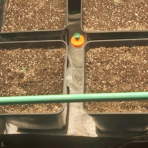 Green Gelato growlog photo: Pasando a etapa de plantula.