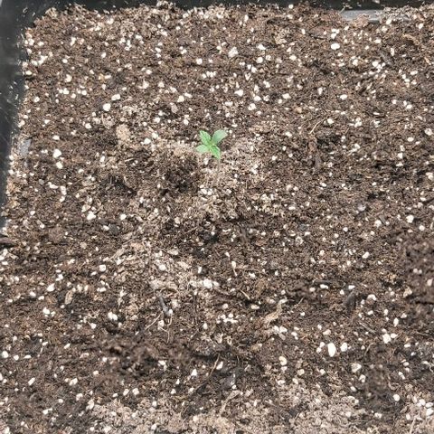 Green Gelato growlog photo: Pasando a etapa de plantula.