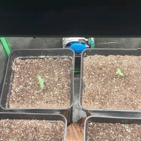 Green Gelato growlog photo: 2 semana plantula