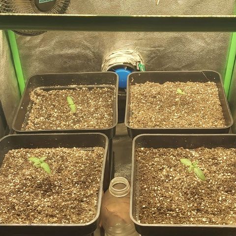 Green Gelato growlog photo: 2 semana plantula