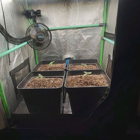 Green Gelato growlog photo: Comienzo vegetativo.