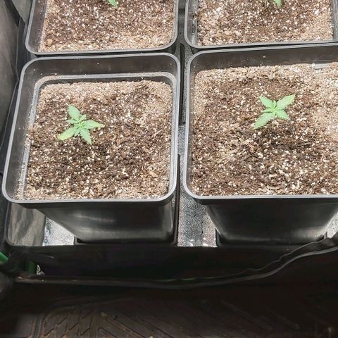 Green Gelato growlog photo: Comienzo vegetativo.