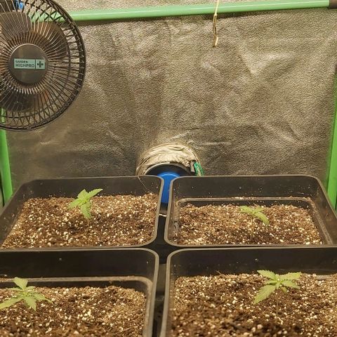 Green Gelato growlog photo: Comienzo vegetativo.