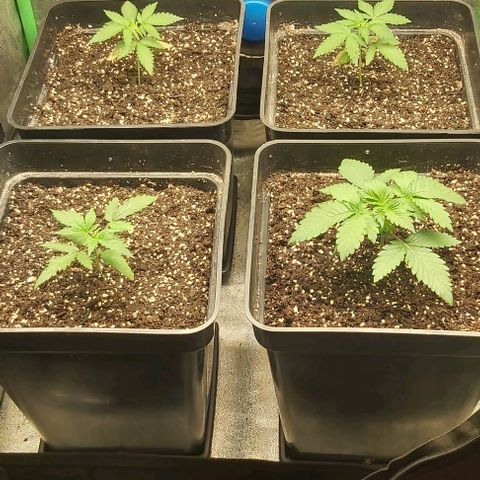 Green Gelato growlog photo: 2 semana vegetativo.