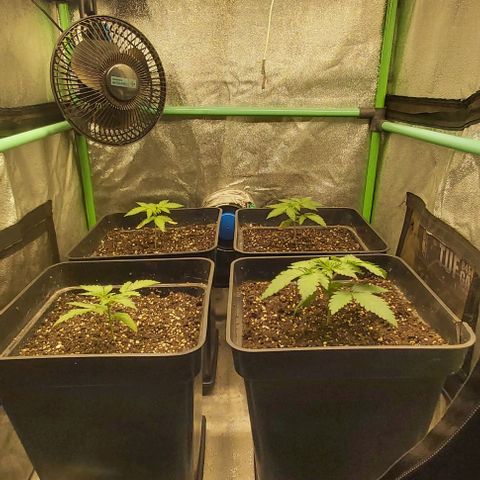 Green Gelato growlog photo: 2 semana vegetativo.