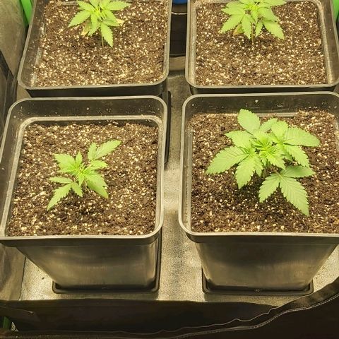 Green Gelato growlog photo: 2 semana vegetativo.
