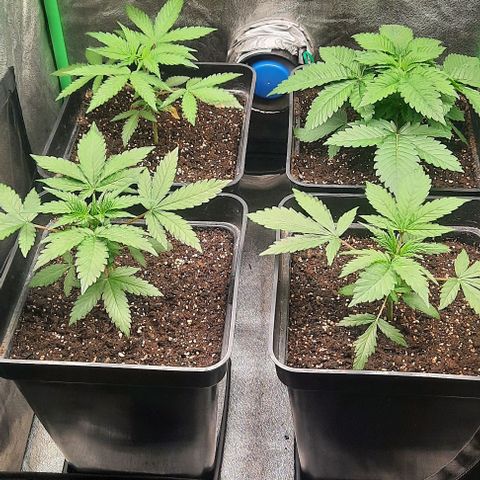 Green Gelato growlog photo: Comienzo 3 semana vegeta.