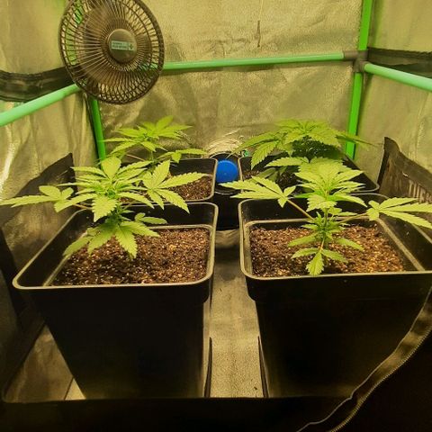 Green Gelato growlog photo: Comienzo 3 semana vegeta.