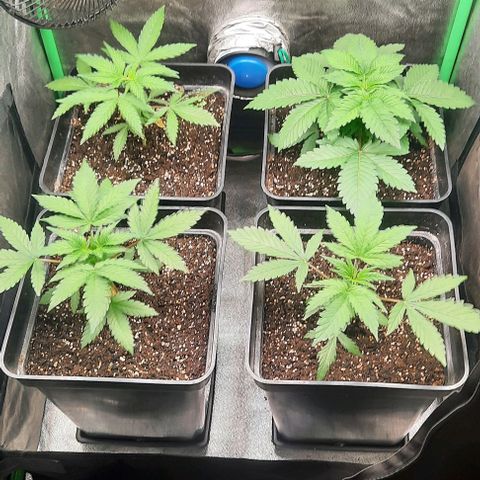 Green Gelato growlog photo: Comienzo 3 semana vegeta.